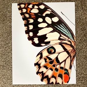 Half wing butterfly print- 8.5x11 inches.